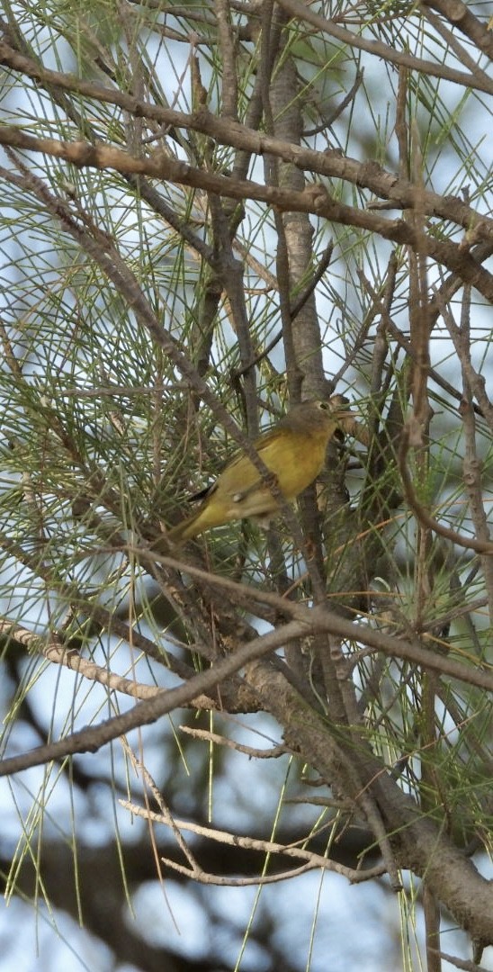 Nashville Warbler - ML642820637