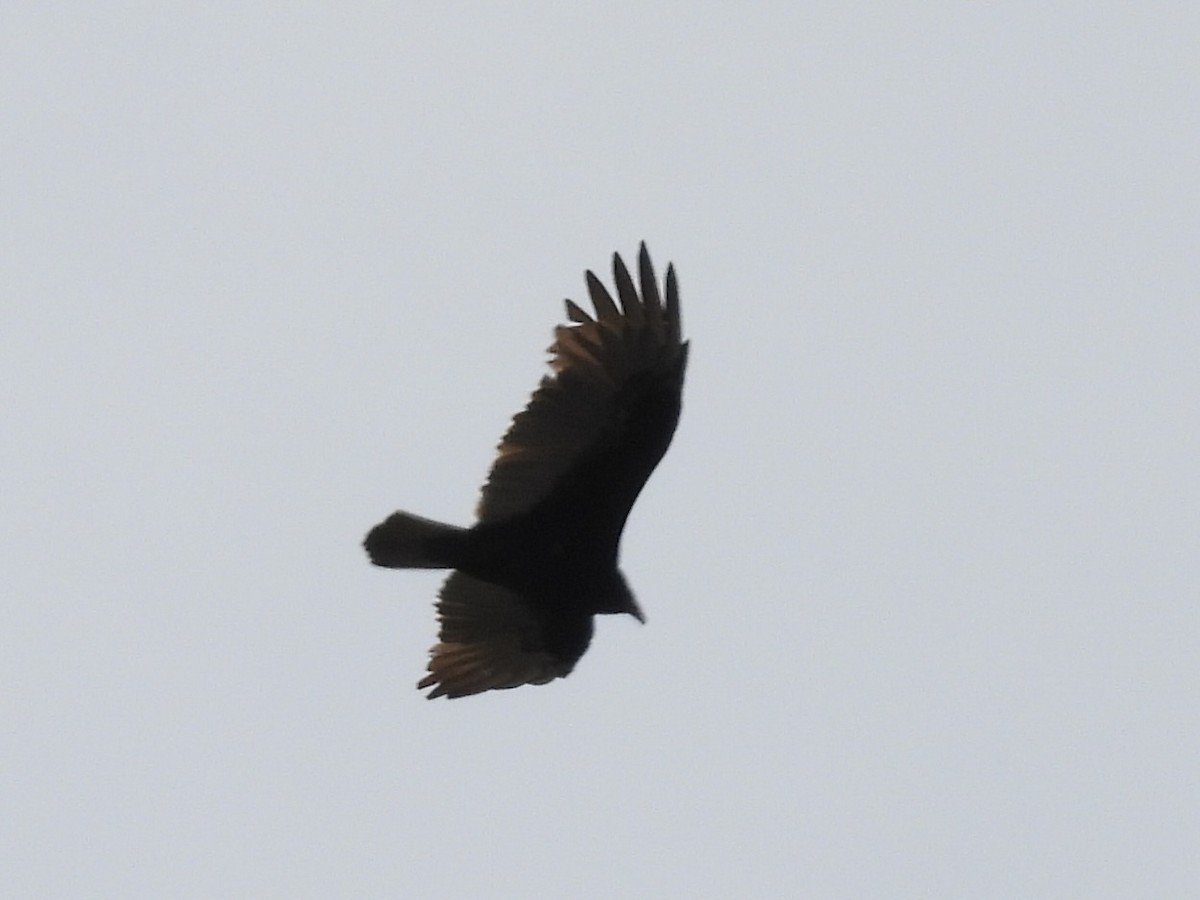 Turkey Vulture - ML642820663