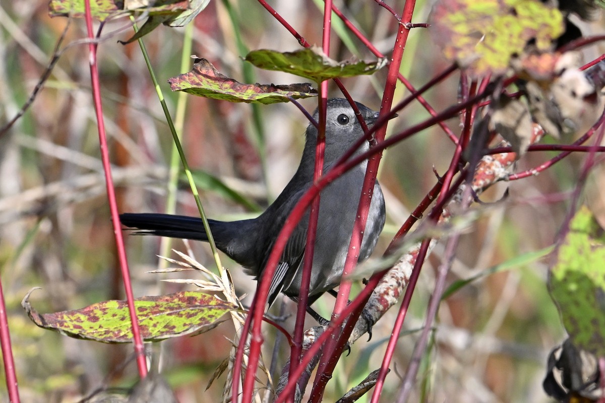 Gray Catbird - ML642820664