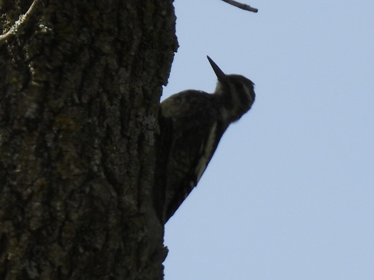 Yellow-bellied Sapsucker - ML642820666