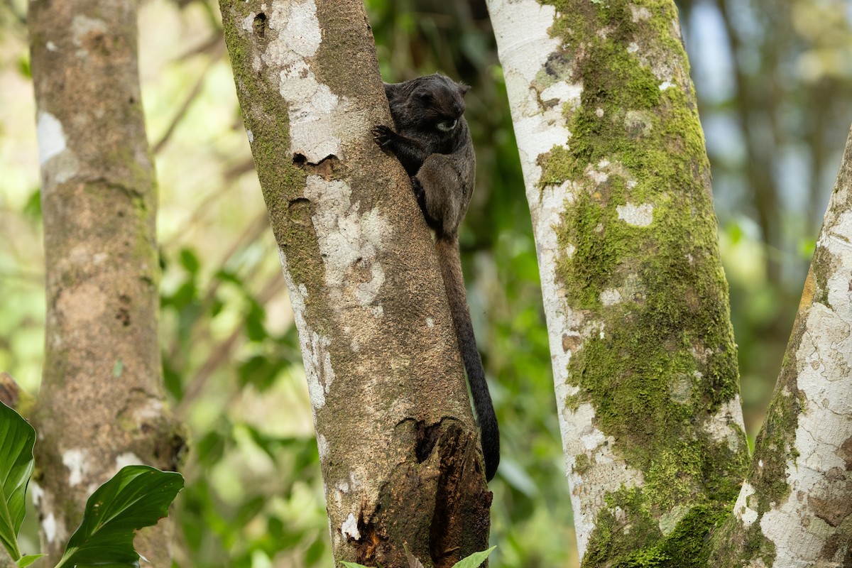 Black-mantled Tamarin - ML642820671