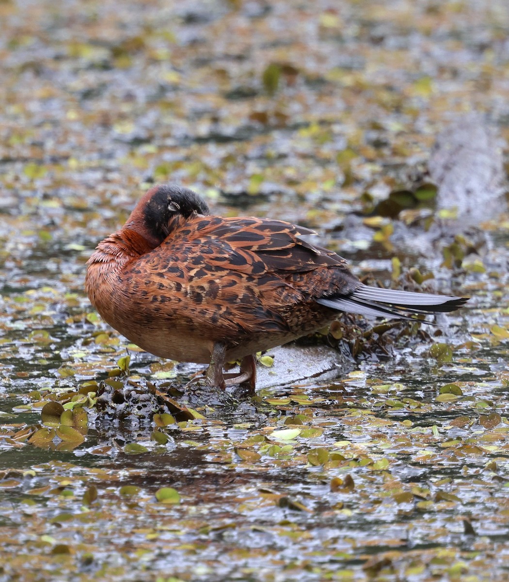 Masked Duck - ML642820672