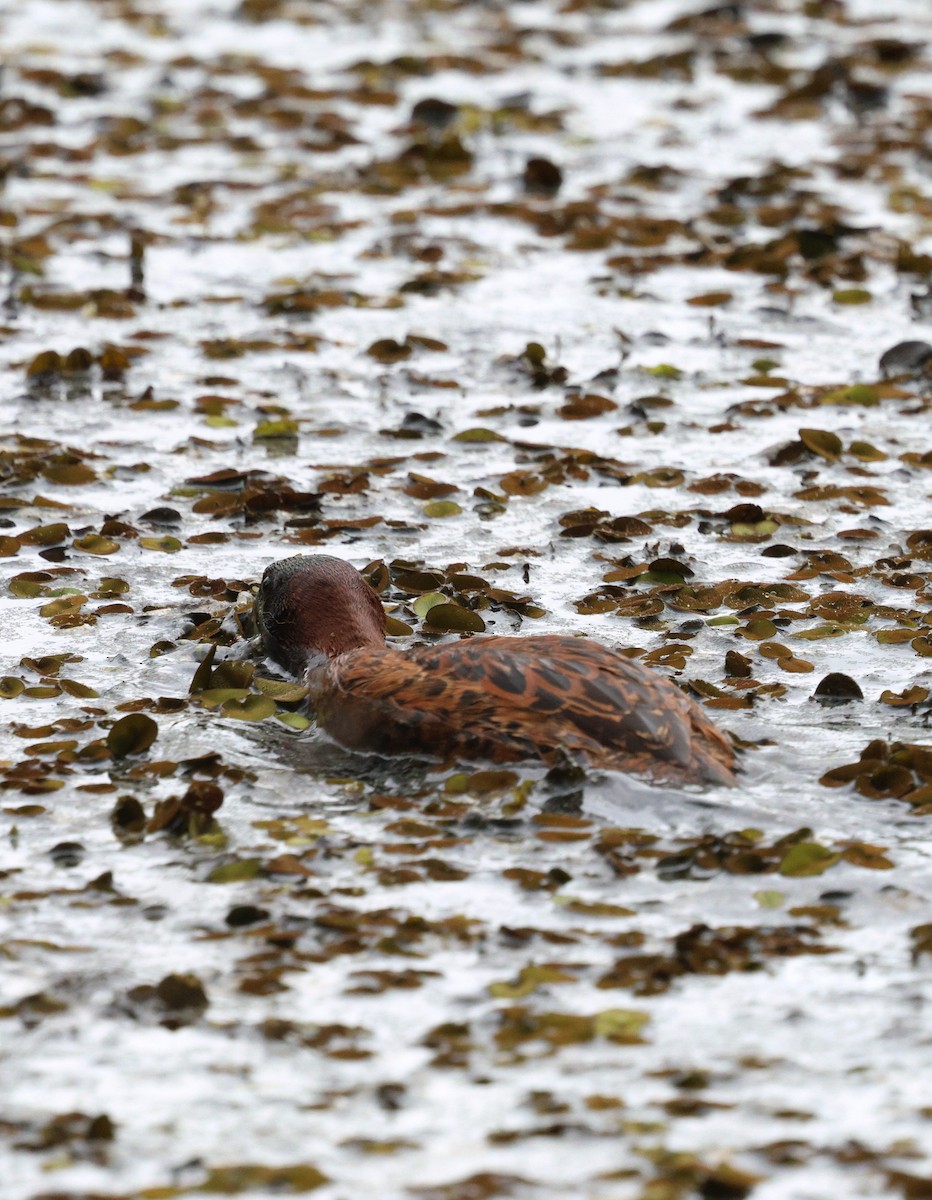 Masked Duck - ML642820673