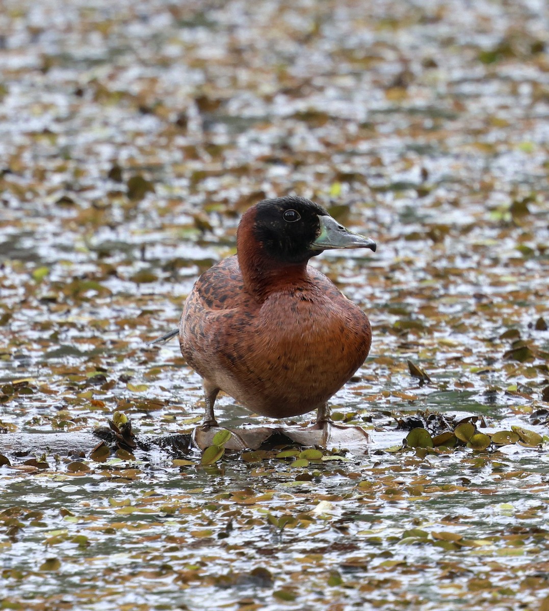 Masked Duck - ML642820674
