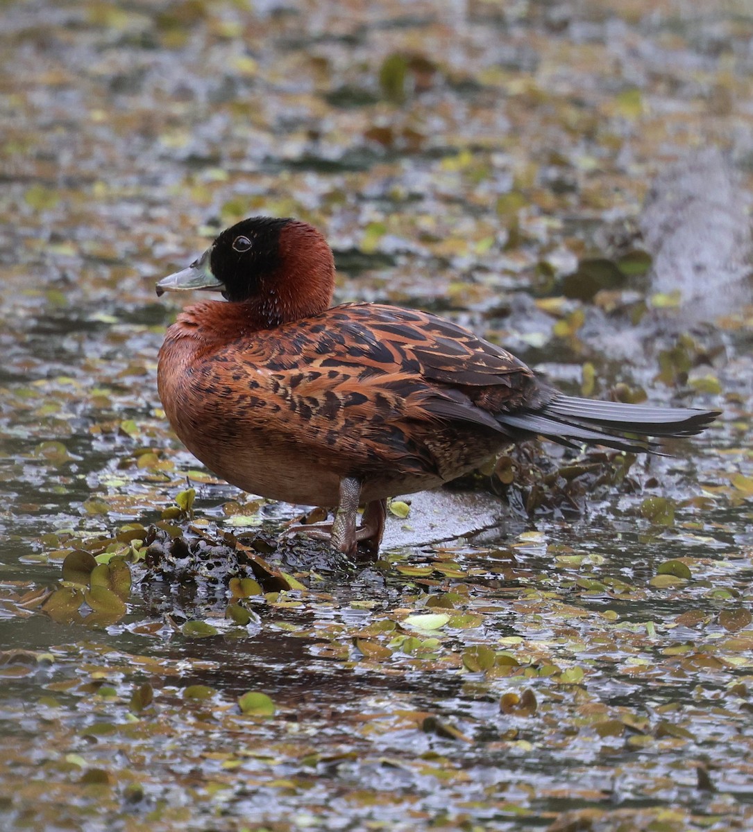 Masked Duck - ML642820675