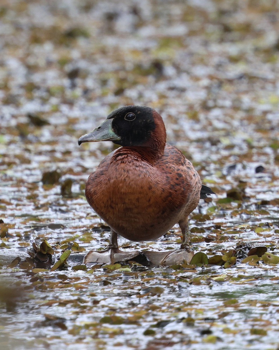 Masked Duck - ML642820676