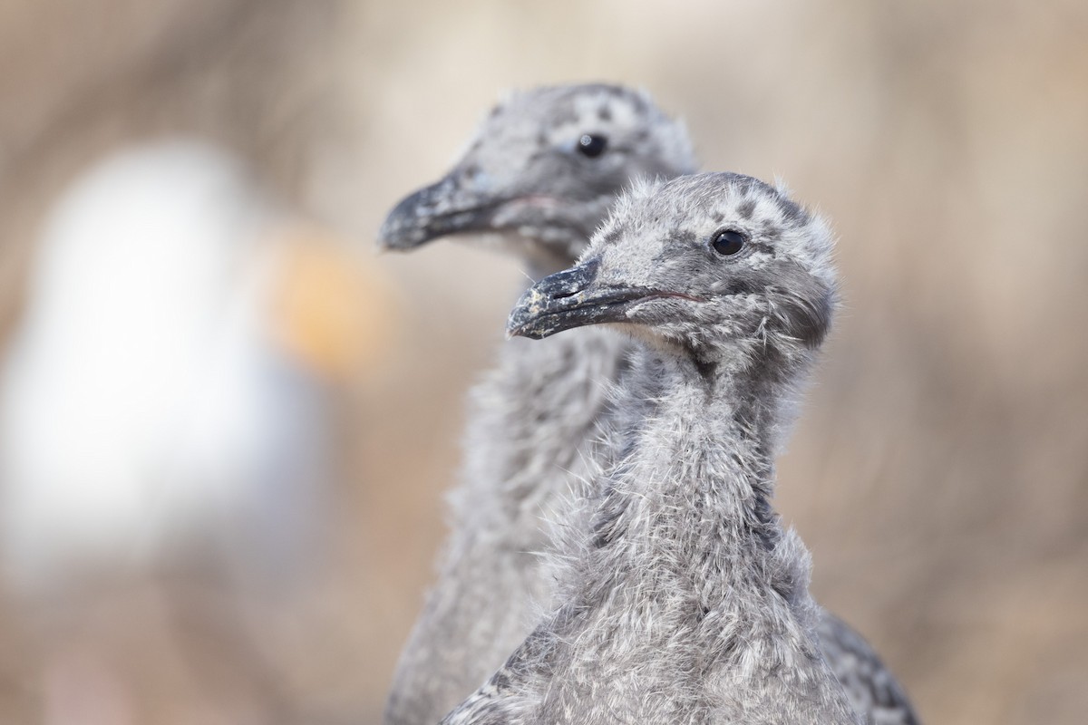 Western Gull - ML642820680