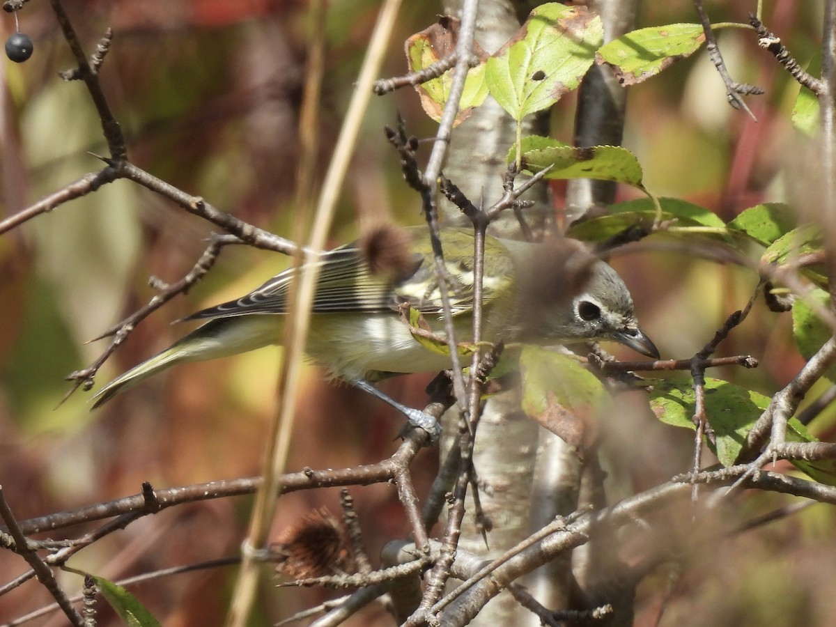 Blue-headed Vireo - ML642820682
