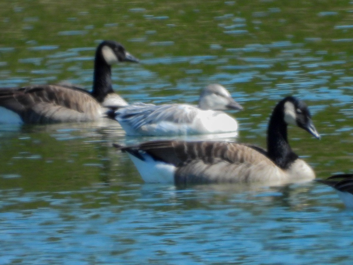 Snow Goose - ML642820683