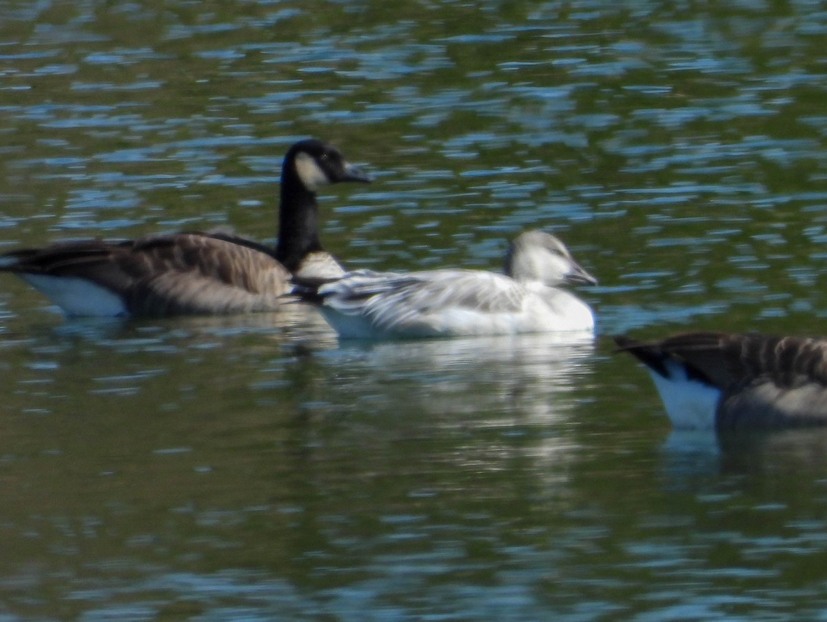 Snow Goose - ML642820684