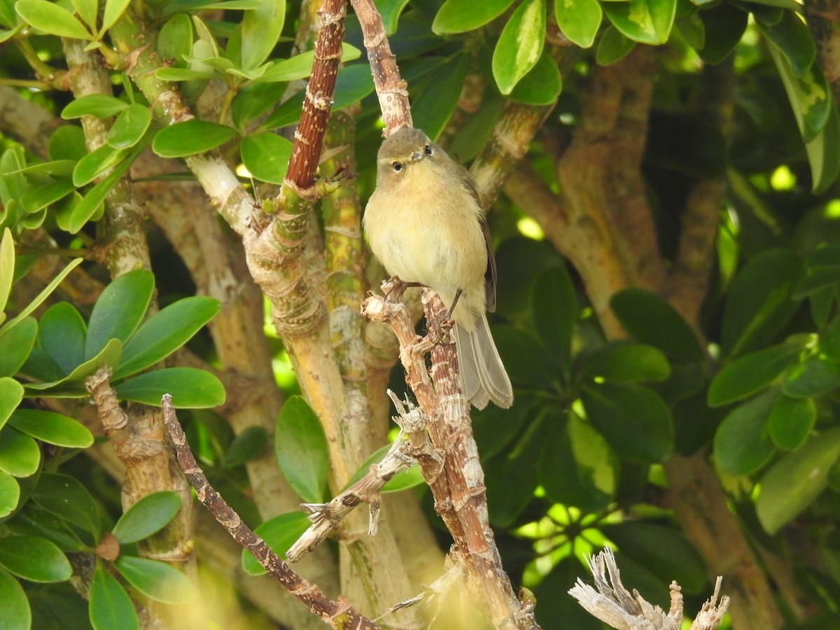 Mosquitero Canario - ML642820691