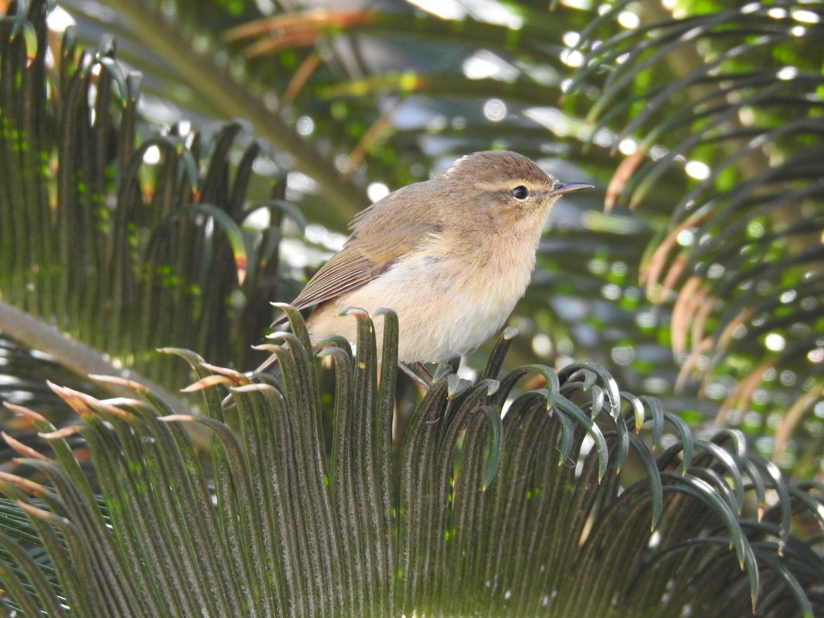 Mosquitero Canario - ML642820693