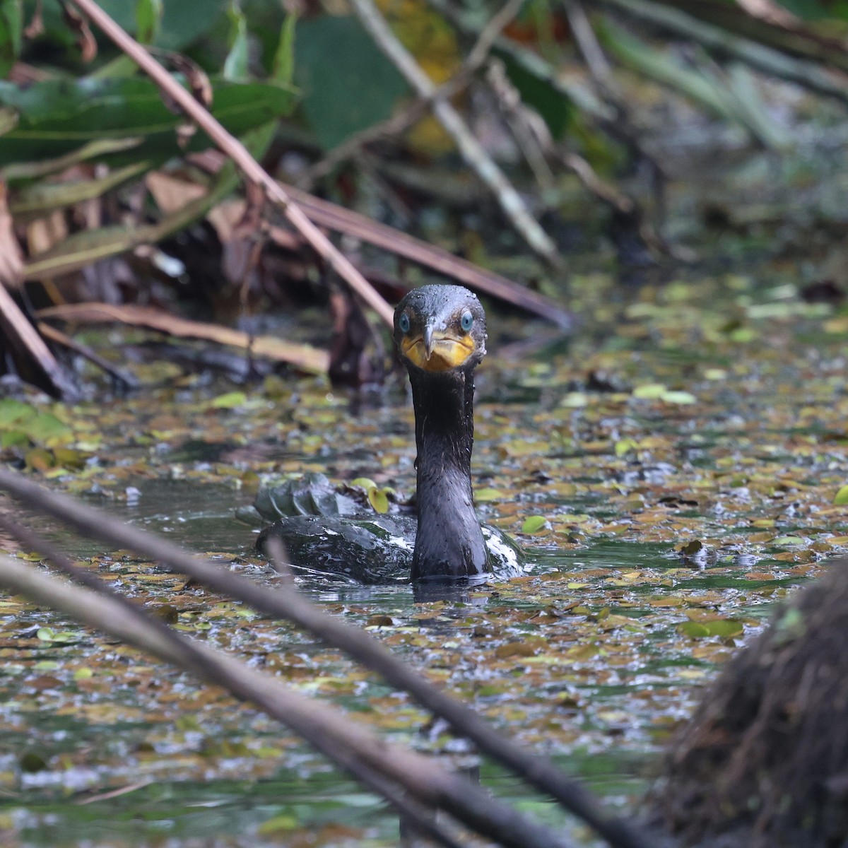 Neotropic Cormorant - ML642820694