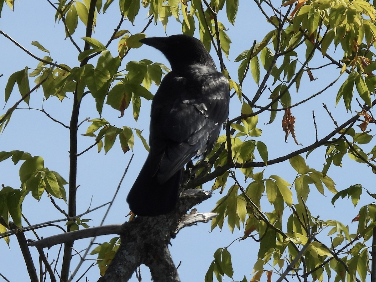 American Crow - ML642820695