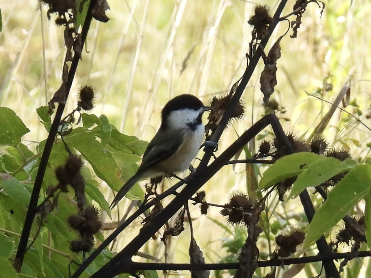 Black-capped Chickadee - ML642820700