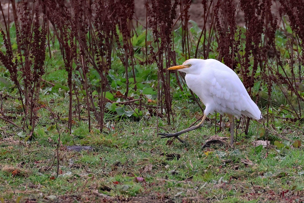 Western Cattle-Egret - ML642820701