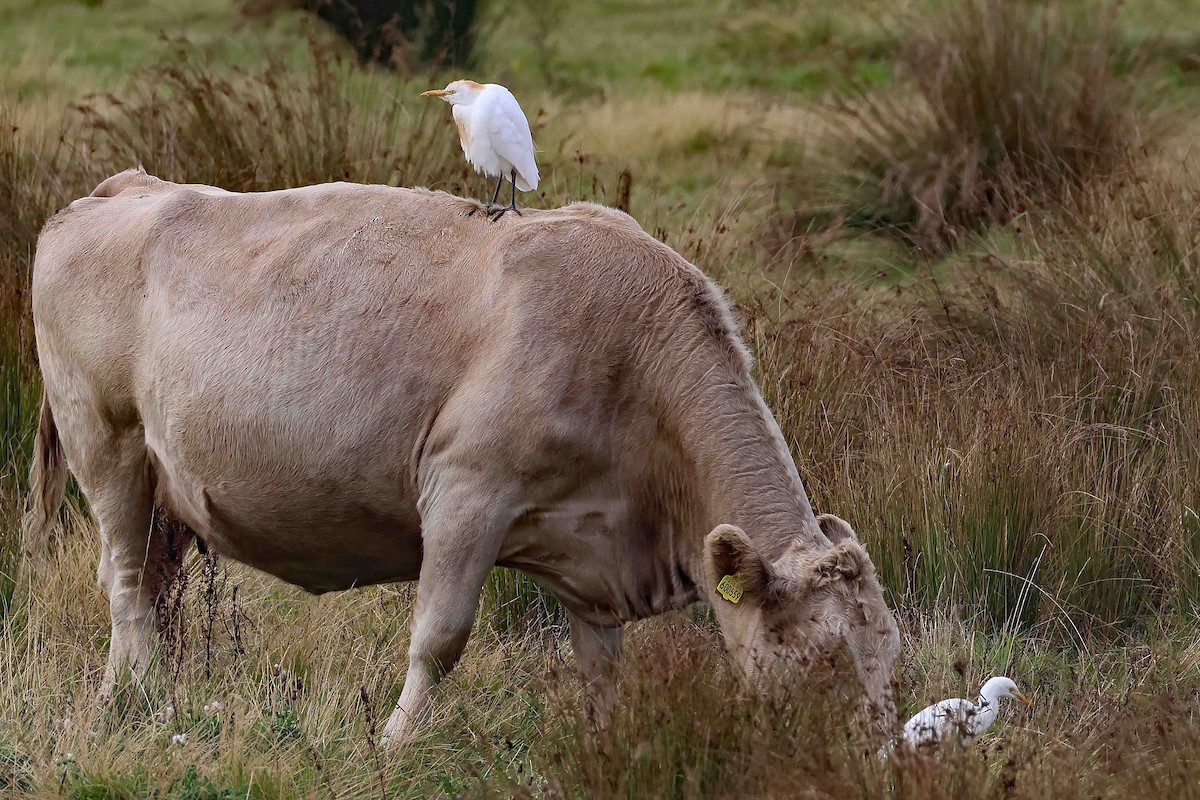 Western Cattle-Egret - ML642820702