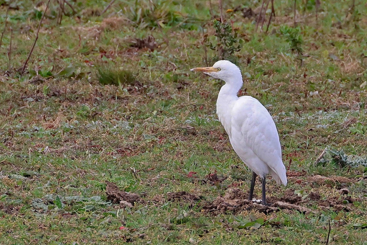 Western Cattle-Egret - ML642820703