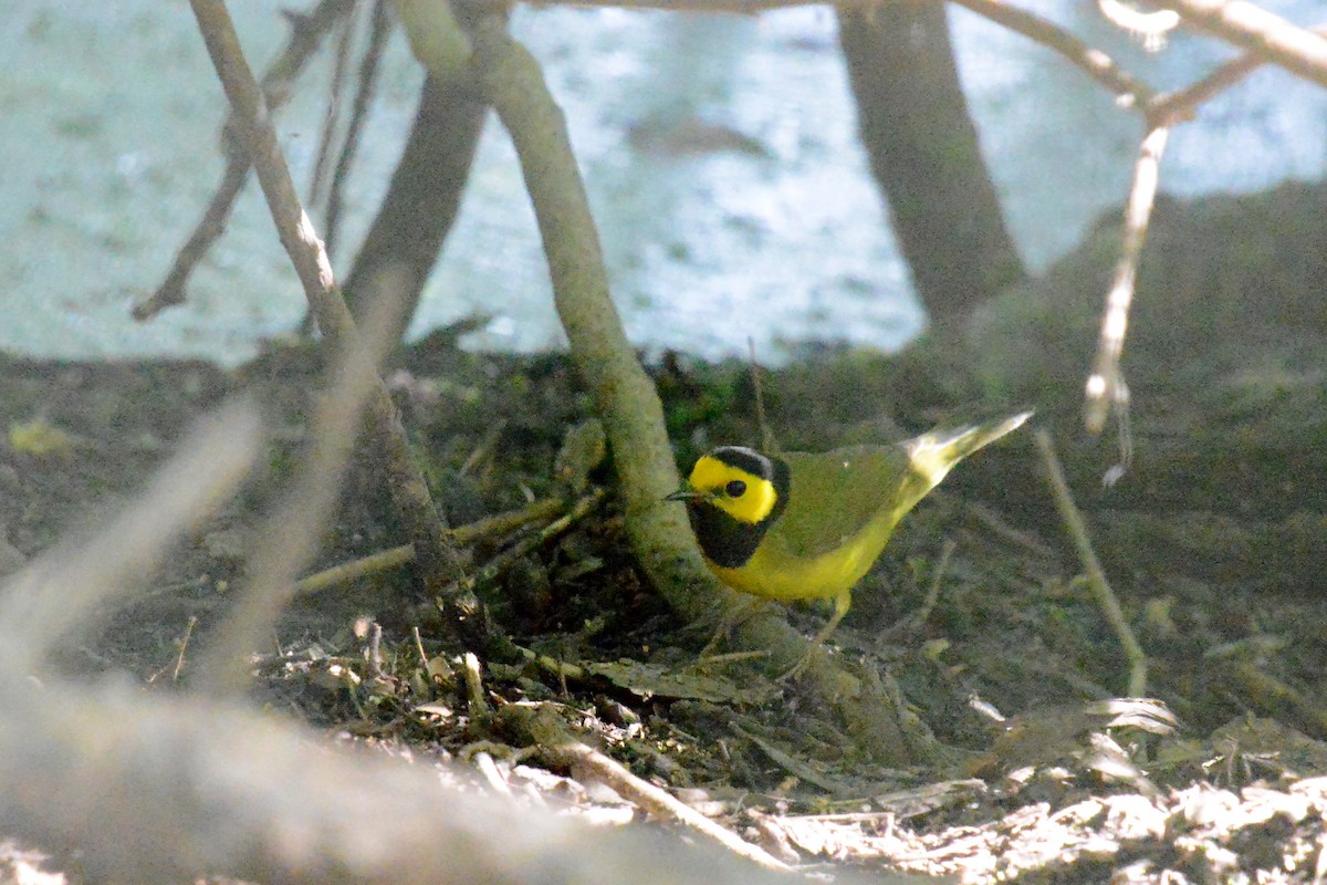 Hooded Warbler - ML642820705