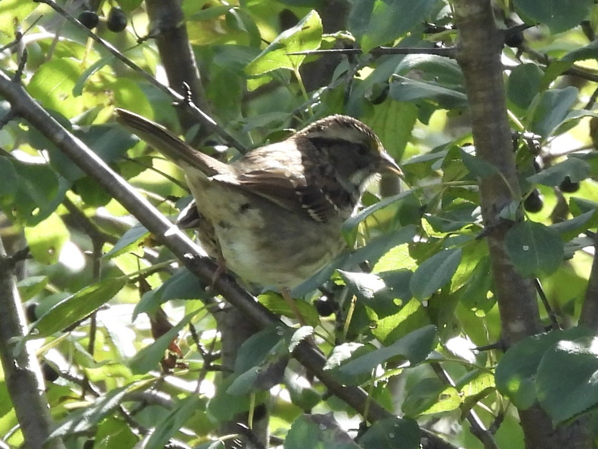 White-throated Sparrow - ML642820707
