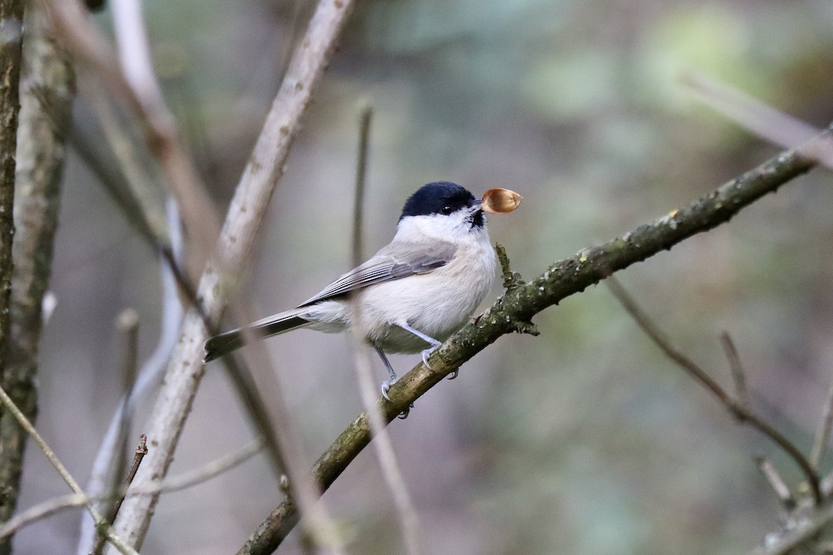 Marsh Tit - ML642820718