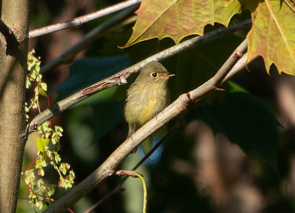 Yellow-bellied Flycatcher - ML642820730