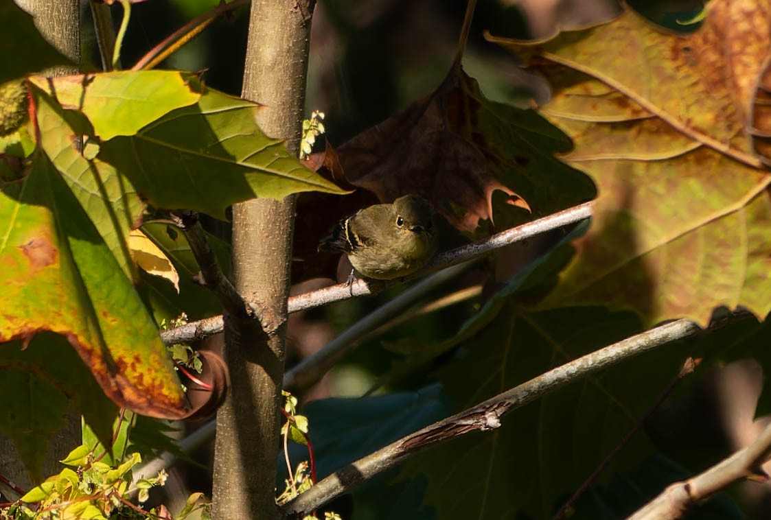 Yellow-bellied Flycatcher - ML642820731