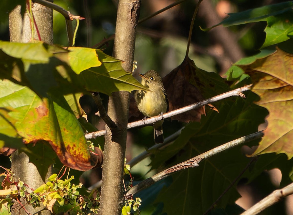 Yellow-bellied Flycatcher - ML642820732