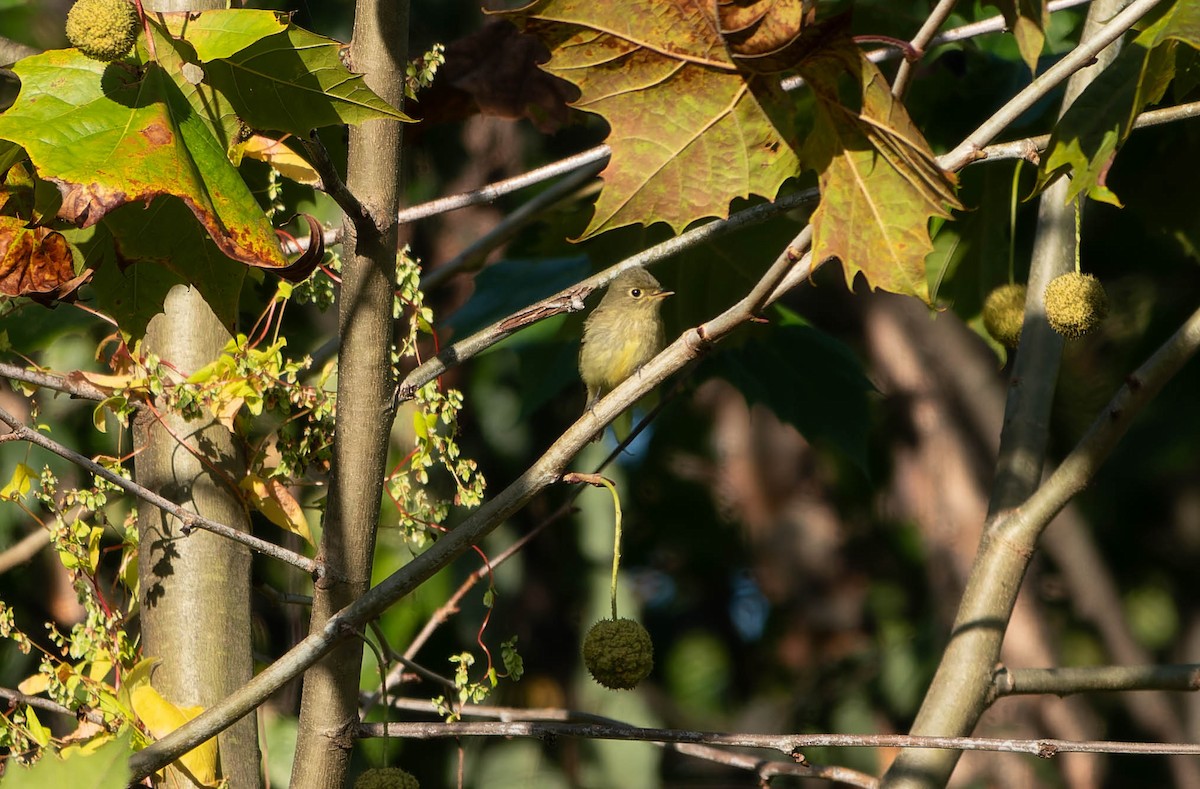 Yellow-bellied Flycatcher - ML642820733
