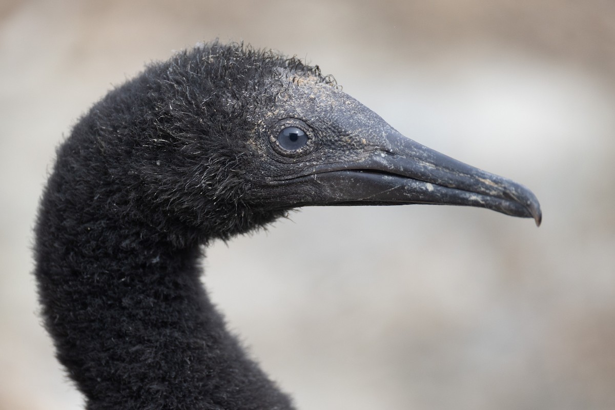 Brandt's Cormorant - ML642820741