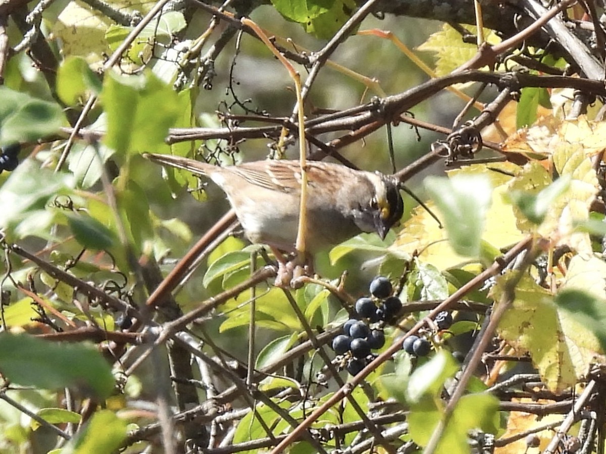 White-throated Sparrow - ML642820747