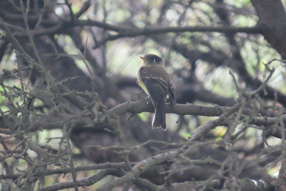Black-capped Flycatcher - ML642820749