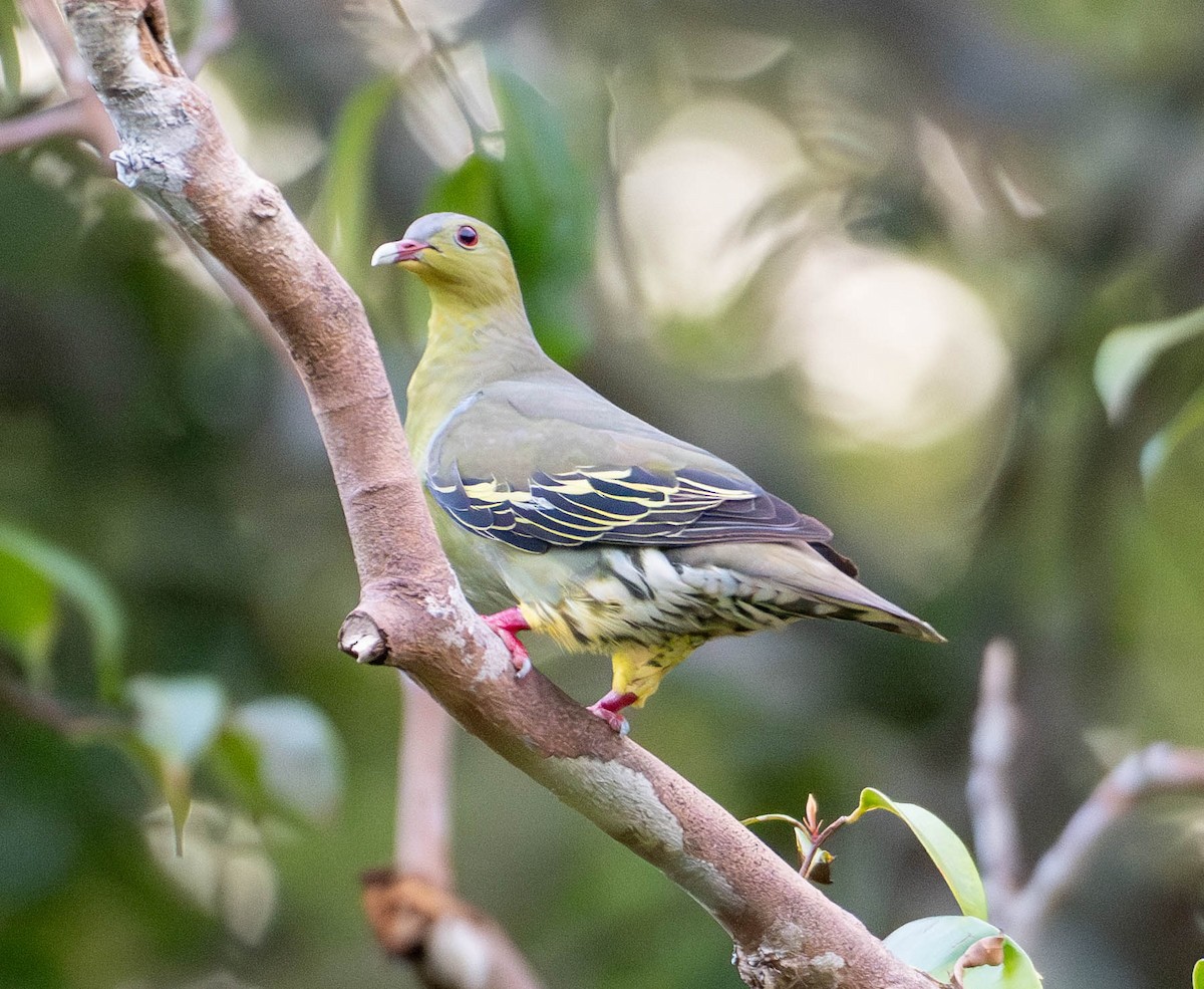 Cinnamon-headed Green-Pigeon - ML642820762