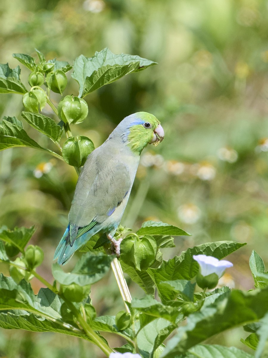 Pacific Parrotlet - ML642820763