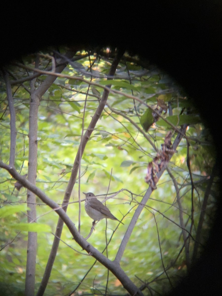 Gray-cheeked Thrush - ML642820764