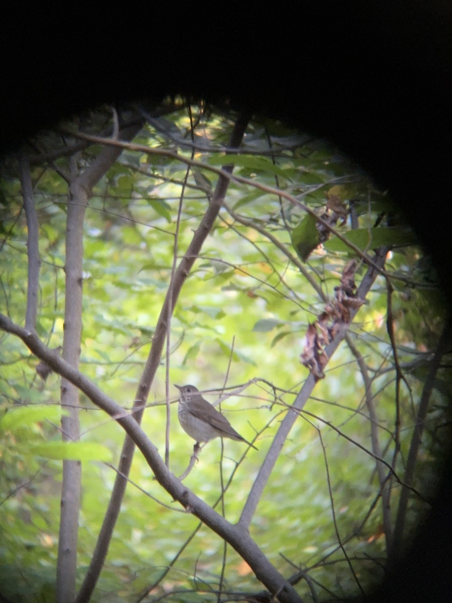 Gray-cheeked Thrush - ML642820766