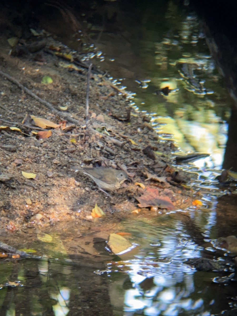 Gray-cheeked Thrush - ML642820767