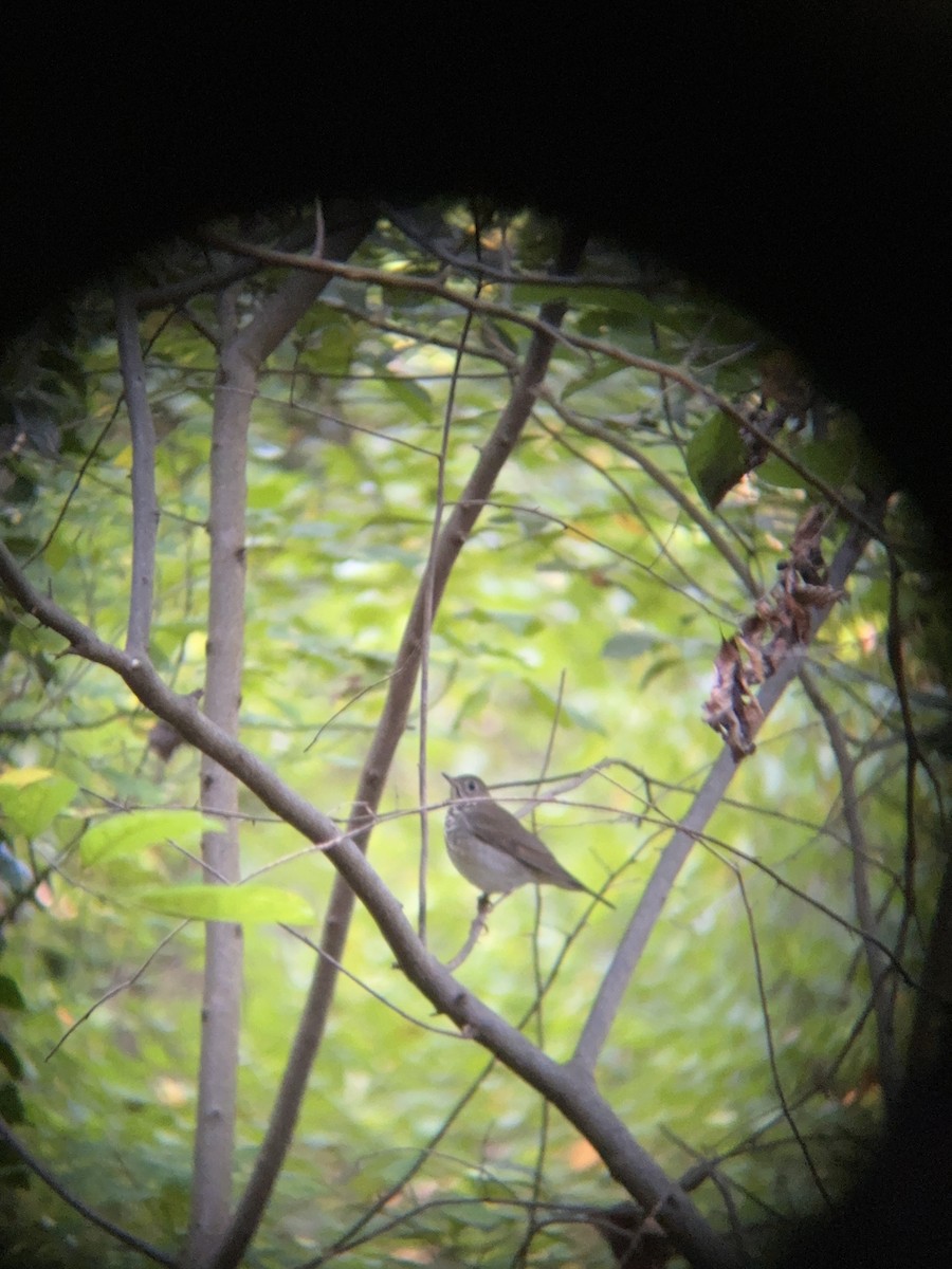 Gray-cheeked Thrush - ML642820768