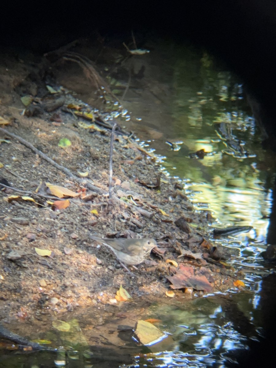Gray-cheeked Thrush - ML642820769