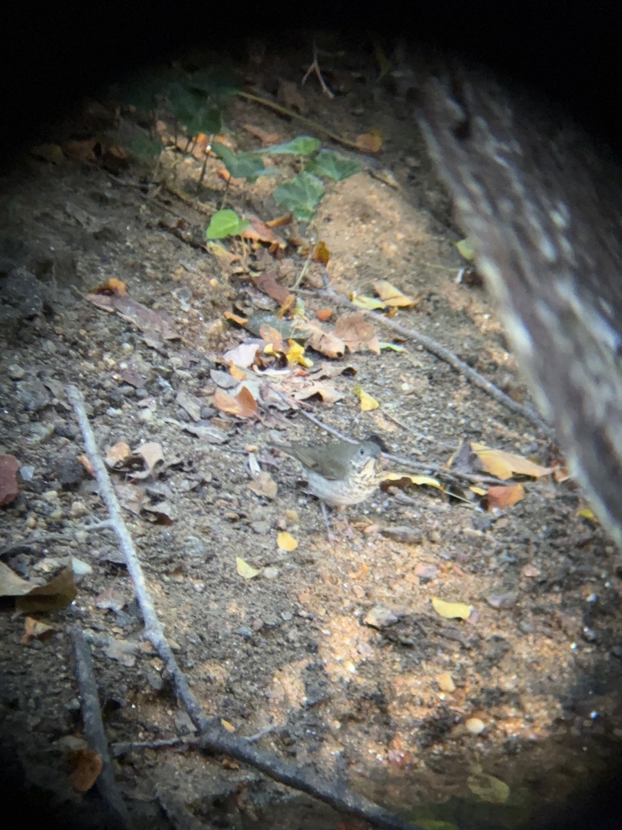 Gray-cheeked Thrush - ML642820771