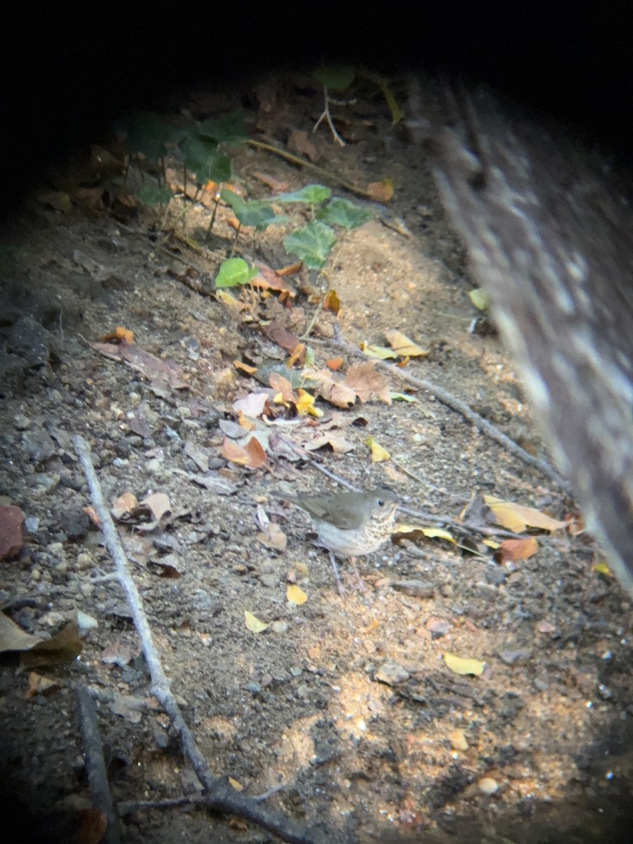 Gray-cheeked Thrush - ML642820772