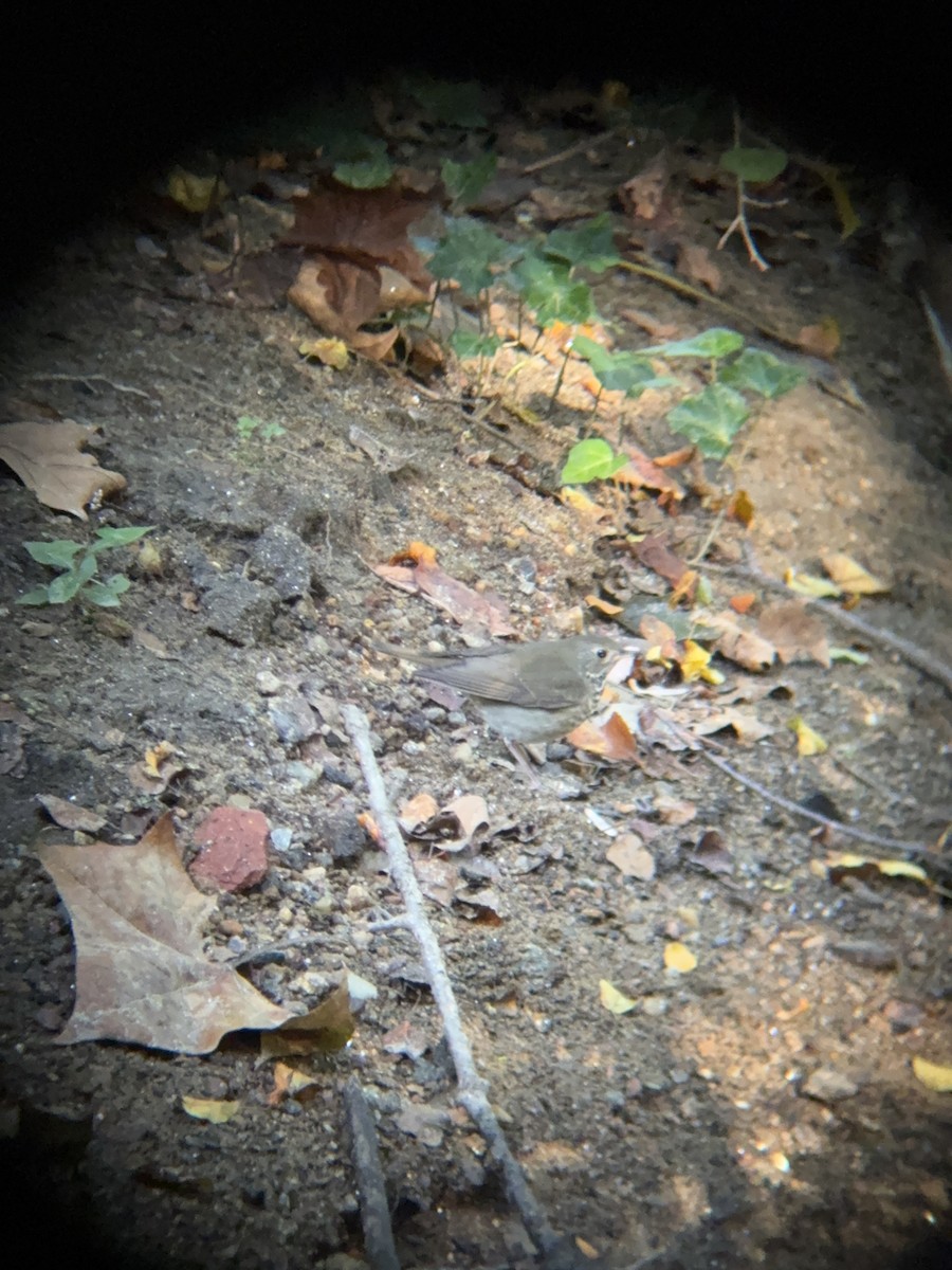 Gray-cheeked Thrush - ML642820773