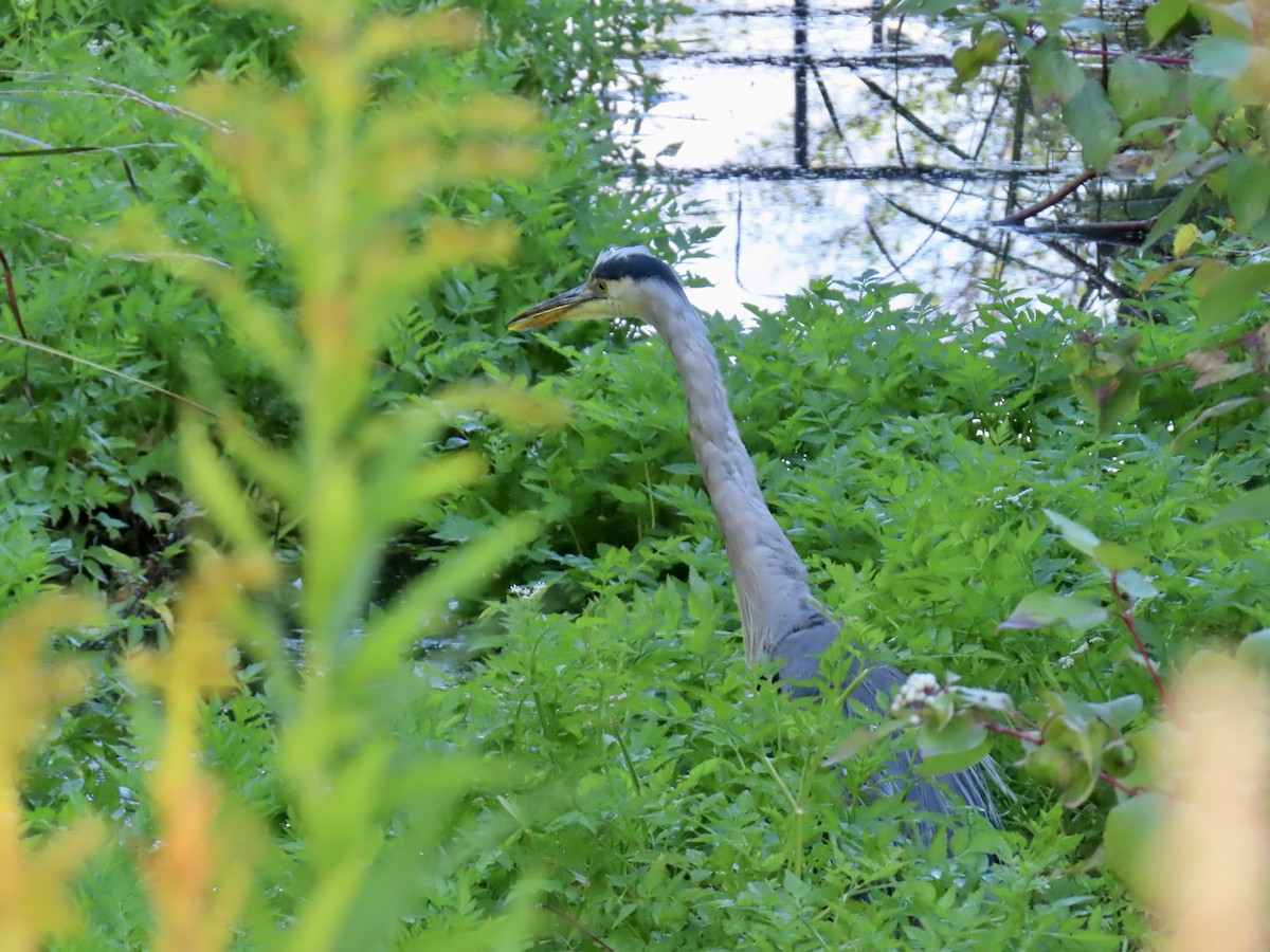 Great Blue Heron - ML642820774