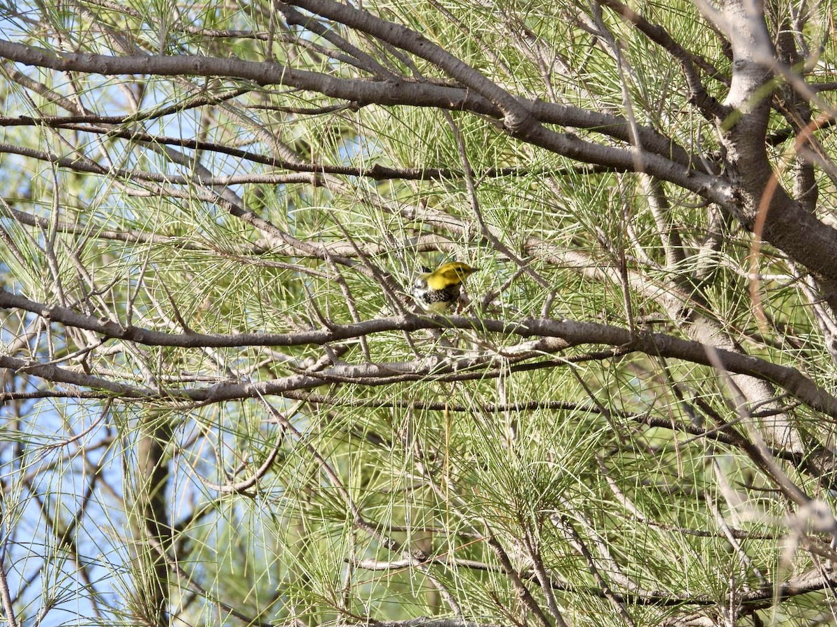 Black-throated Green Warbler - ML642820778