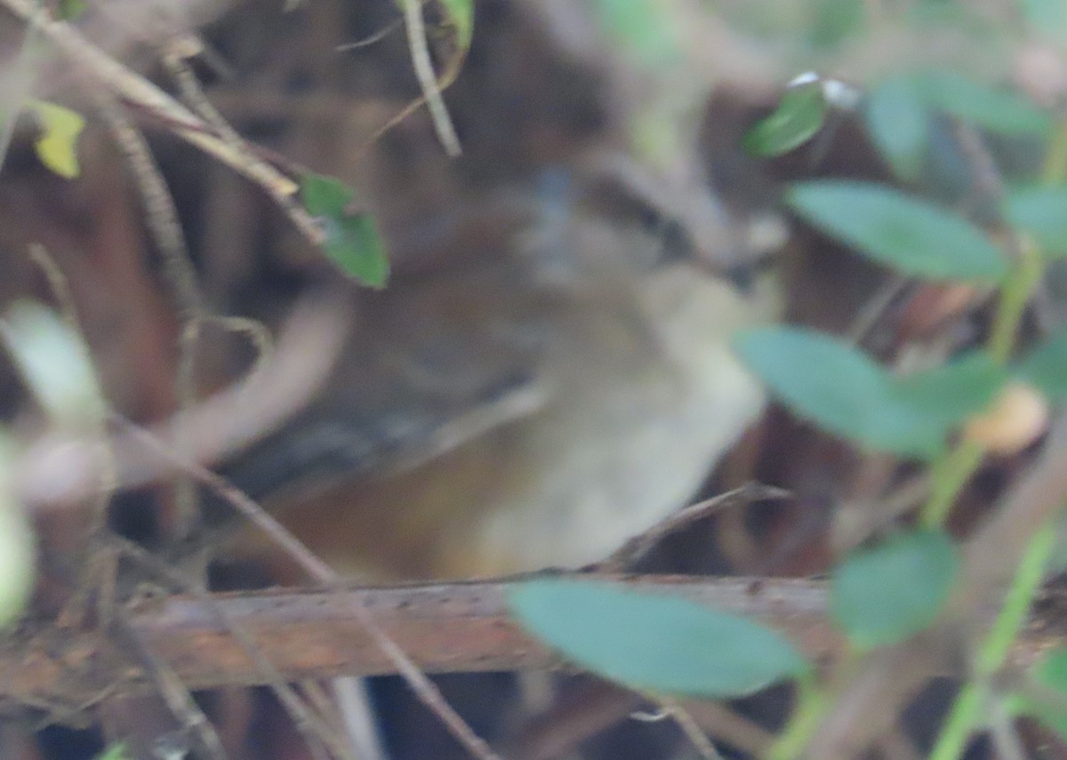 Timberline Wren - ML642820779