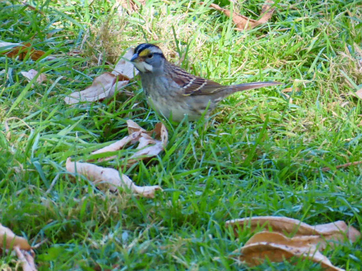 White-throated Sparrow - ML642820789