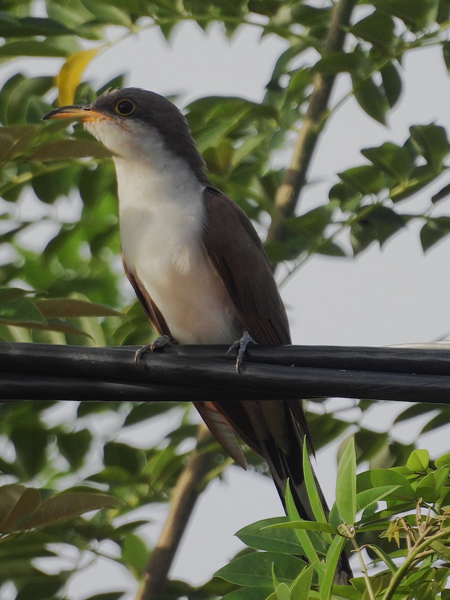 Yellow-billed Cuckoo - ML642820792