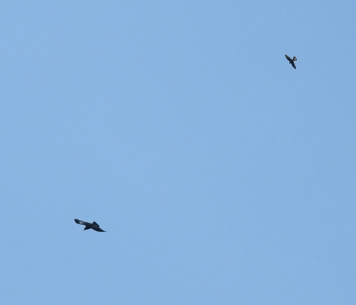 American Kestrel - ML642820793