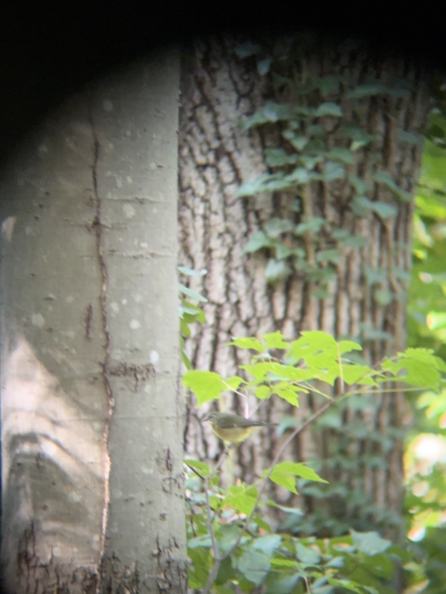 Black-throated Blue Warbler - ML642820795