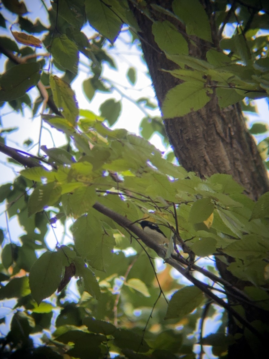 Black-throated Blue Warbler - ML642820797